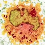 Immune Signaling in
              Macrophages